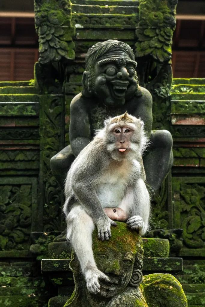 Monkey Forest Ubud